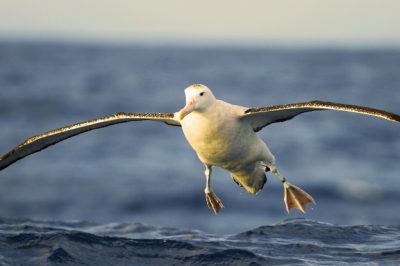 Giant Seabirds Navigate Vast Oceans Using Sound to Find Distant Food Sources