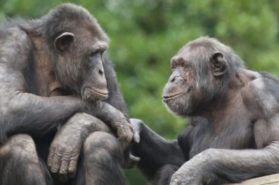Endearing Research: Non-Human Apes Demonstrate Long-Term Friendship Recognition