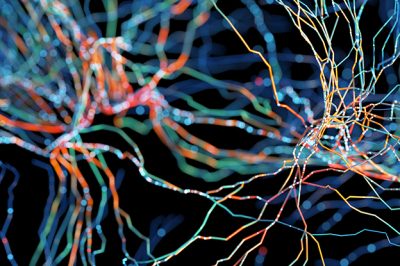 Discovering Distinct Information Flow in the Human Brain