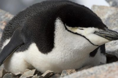 This Endearing Penguin Takes Over 10,000 Naps Daily
