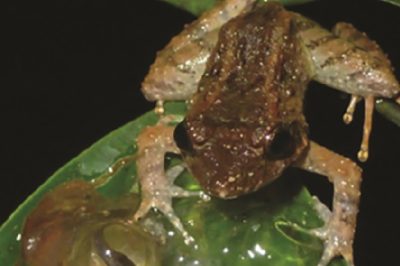 Discovery of Minuscule Fang-Bearing Frog in Indonesian Jungle