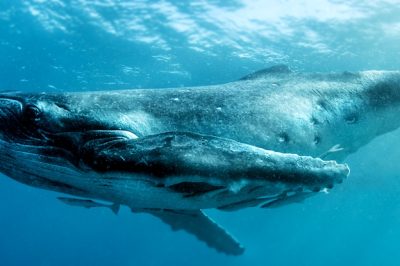 World-First Experiment: Scientists Communicate with Whales