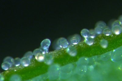 Misconceptions Persisted for Over a Century Regarding These Tiny ‘Water Balloons’ on Plants.