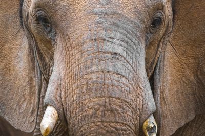 African Elephant Deaths Mystery Unraveled
