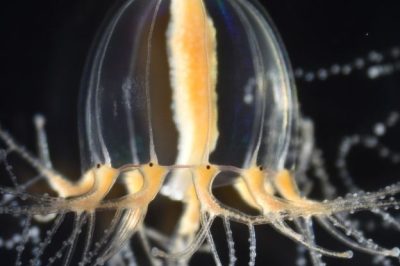 How Jellyfish Regrow Tentacles: Unveiling the Mystery