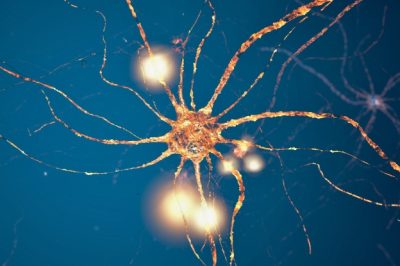 Brain Neurons Show Unique Mathematical Patterns: A Fascinating Discovery
