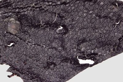 Earliest Skin Fossil: Tiny Texture, 290 Million Years Old