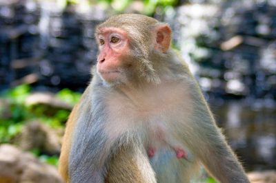 Pregnancy Study: 91 Organ Changes Across Monkey’s Body